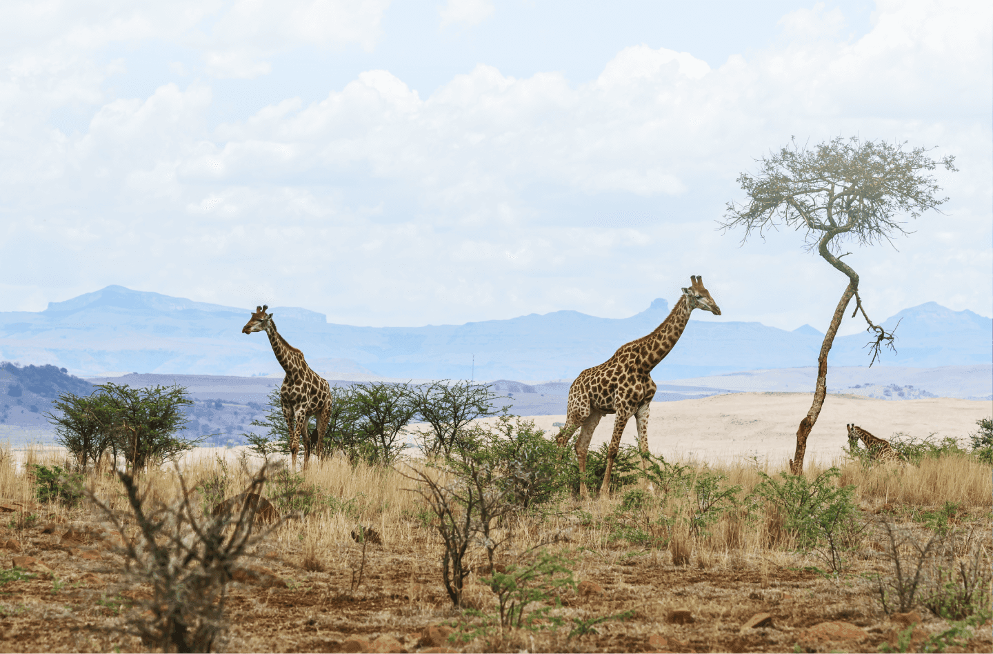 Giraffes in the African bush