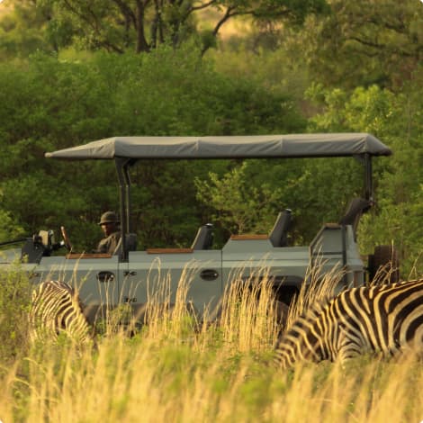 Electric safari vehicle among zebras